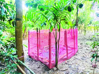 মো: জাফর আহাম্মদ