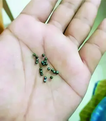 মো: রবিউল ইসলাম রাহুল
