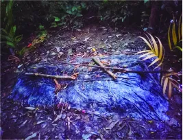 মো: নিজাম উদ্দিন ইমন