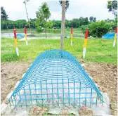 মো: তরিকুল ইসলাম রুবেল