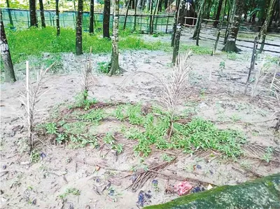 মো: আমিরুল ইসলাম