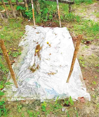 নাজমুল ইসলাম রাজু