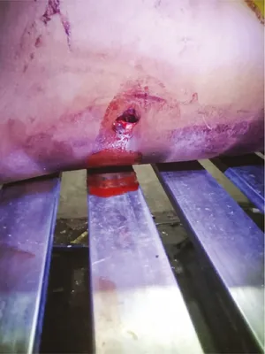 মো: সেলিম আলী শেখ