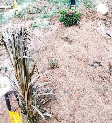 মো: ইমন