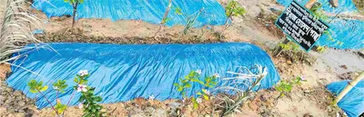 মিরাজ হোসেন