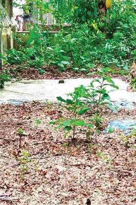 মোঃ সিফাত হোসেন