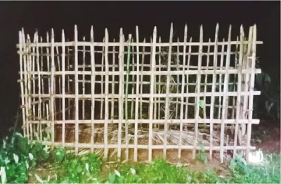 মো: রবিউল ইসলাম রকিব