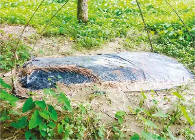 মো: সেলিম আলী শেখ