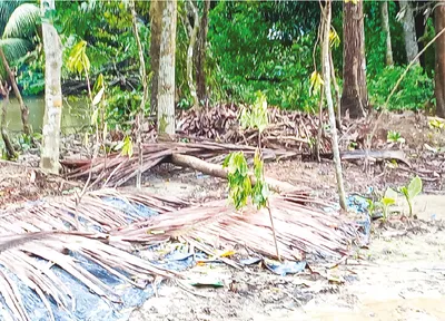 মো: রাব্বি আলম