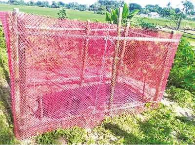 মো: সাদিকুর রহমান