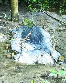 মোহাম্মদ সজিব