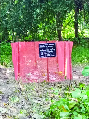 সাকিবুল হাসান সাকিব