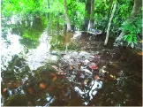 আবদুল কাইয়ুম