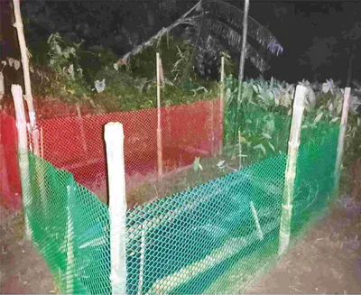 মো: কামাল হোসেন