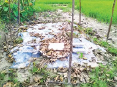 আব্দুল্লাহ আল মামুন