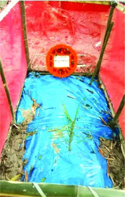 নাফিসা হোসেন মারওয়া